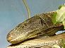 varan